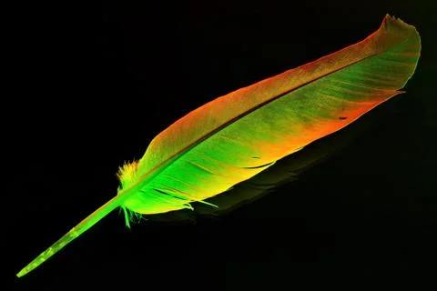 Bird feather color close-up isolated on a black background, light and airy. Stock Photos