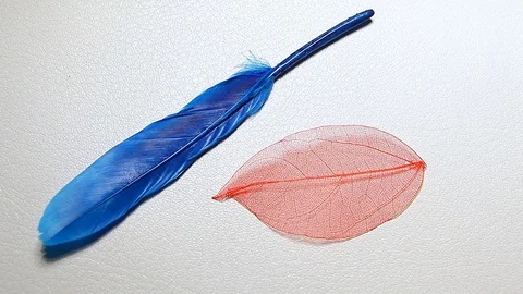 Bird feather dried leaf leather background hd footage Stock Footage 124280964