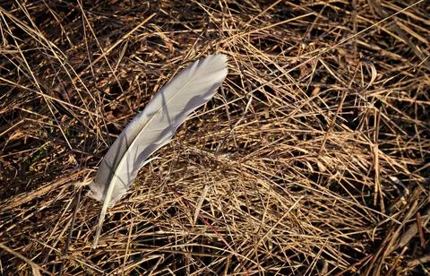Bird Feather on Dry Grass Stock Photos