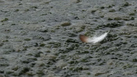 Bird Feather Floating on Algae-Covered Water - 4K Wildlife Slow Motion Shot Vídeos de archivo 336267671