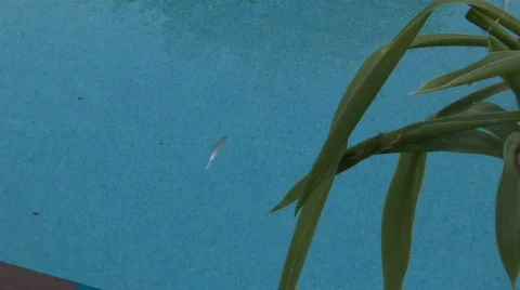 Bird feather Video stock 509371