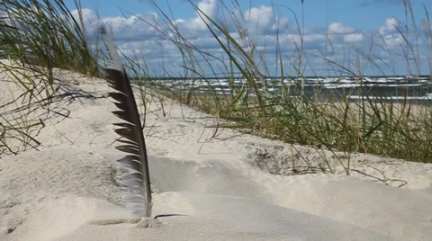 Bird feather. Stock Footage 34864891