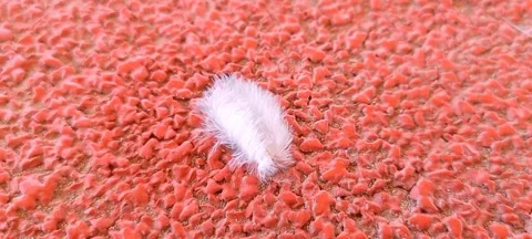 A bird feather. Stock Footage 290493770