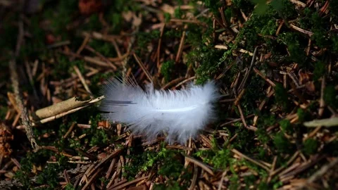 A bird feather on the forest floor 4k 30fps video Stock-Footage 288771072