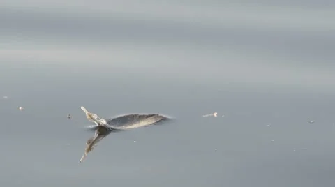 A bird feather gently floating on a lake Video stock 60265090