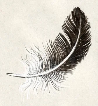 Bird feather Stock Illustration