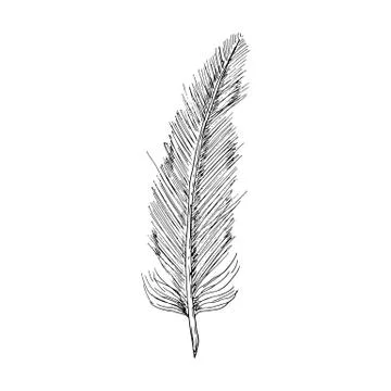 Bird feather. Isolated object on white. Vector illustration. Hand-drawn style. Stock Illustration