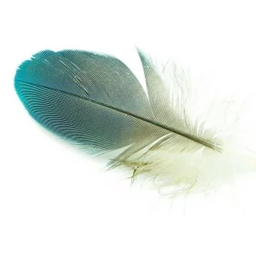 Bird feather isolated Stock Photos