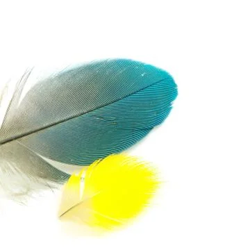 Bird feather isolated Foto stock