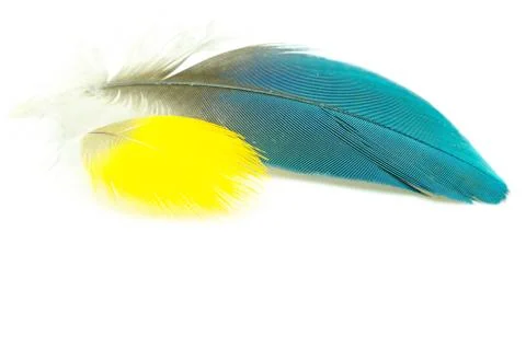 Bird feather isolated Stock Photos