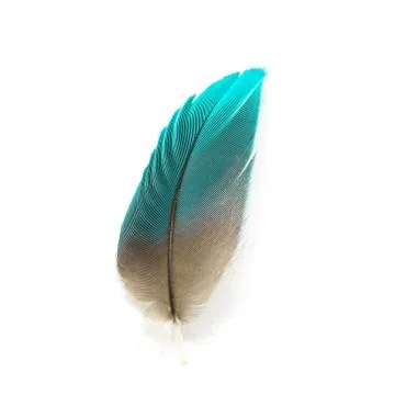 Bird feather isolated Stock Photos