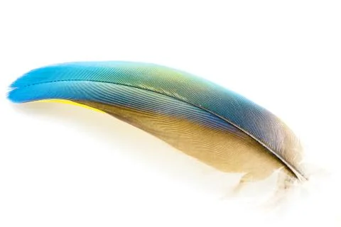 Bird feather isolated Stock Photos