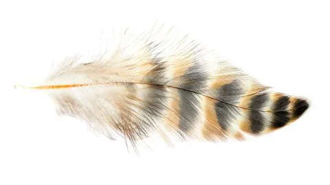 Bird feather isolated Stock Photos