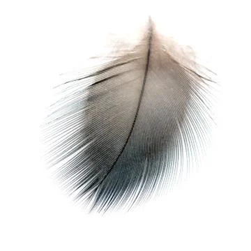 Bird feather isolated Stock Photos