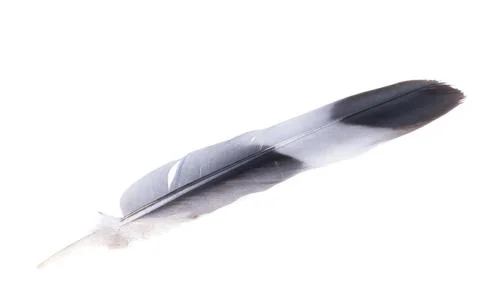 Bird feather isolated Stock Photos