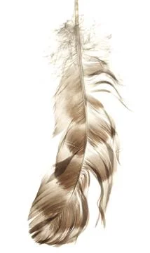 Bird feather isolated on white background Foto stock