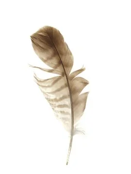 Bird feather isolated on white background Stock-Fotos