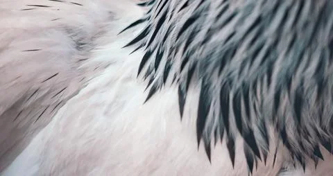 Bird Feather Macro Texture Stock Photos