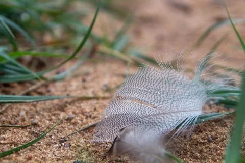 Bird feather with pattern lying on sand and grass macro Stock Photos