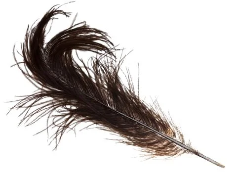 Bird feather Foto stock