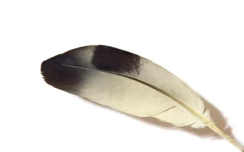 Bird feather Stock Photos