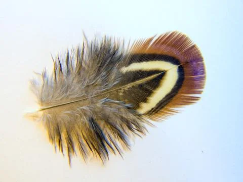 Bird feather Stock Photos