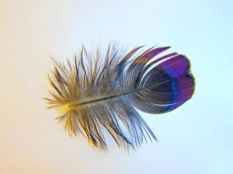 Bird feather Stock Photos