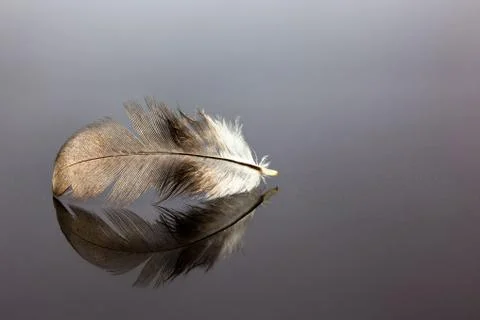Bird feather Stock Photos