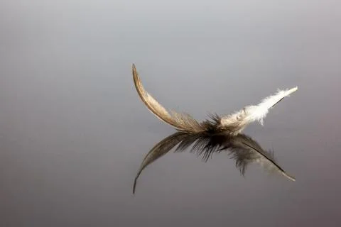 Bird feather Stock Photos