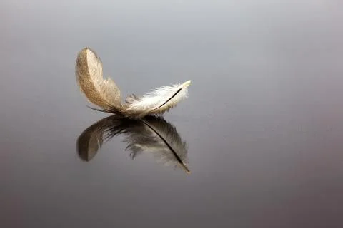 Bird feather Stock Photos