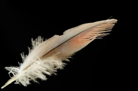 Bird feather Stock Photos