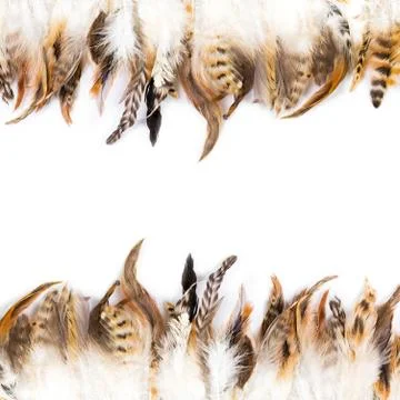 Bird feather Stock Photos