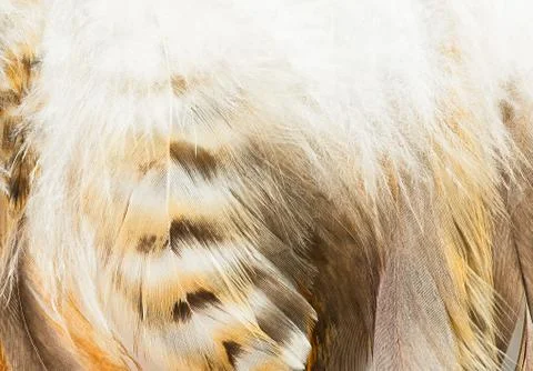 Bird feather Stock Photos