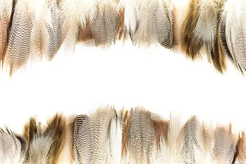 Bird feather Stock Photos