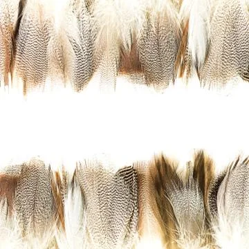 Bird feather Stock Photos
