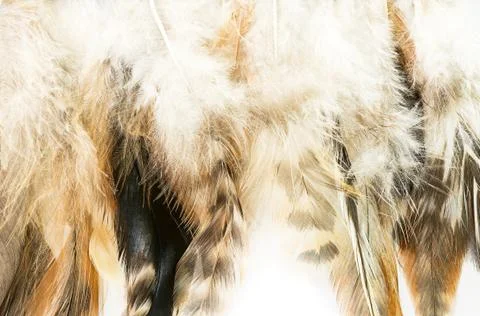 Bird feather Stock Photos