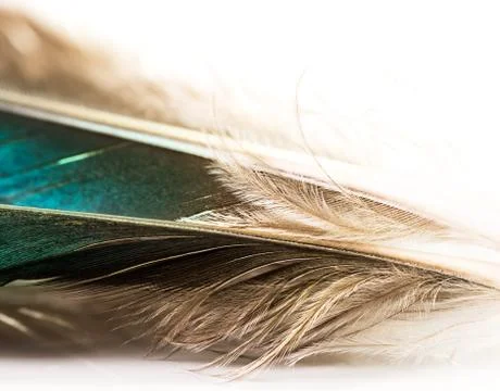 Bird feather Stock Photos