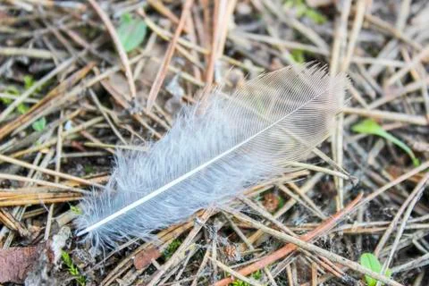 Bird feather Stock Photos