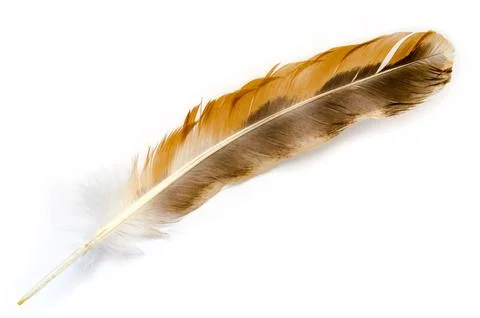 Bird feather Stock Photos