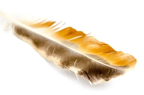 Bird feather Stock Photos
