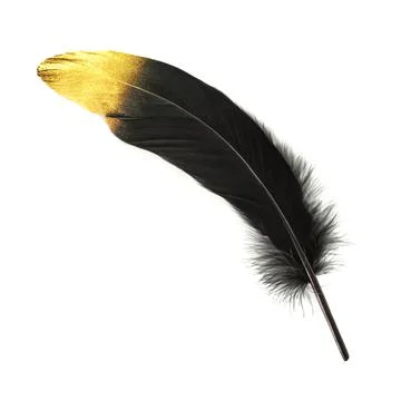Bird feather Stock Photos