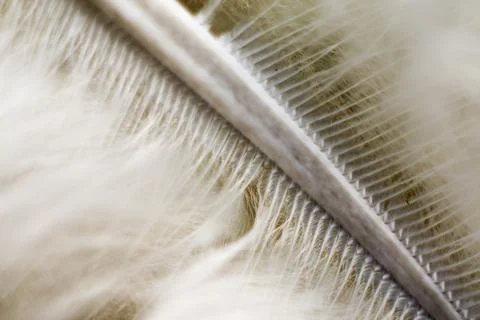 Bird feather Stock Photos