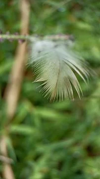 Bird feather Stock Photos