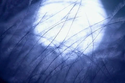 Bird feather Stock Photos