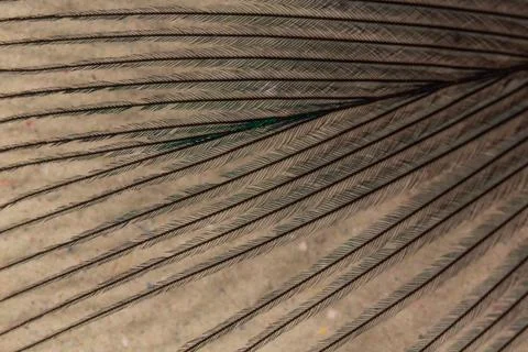 Bird feather with quill 写真素材