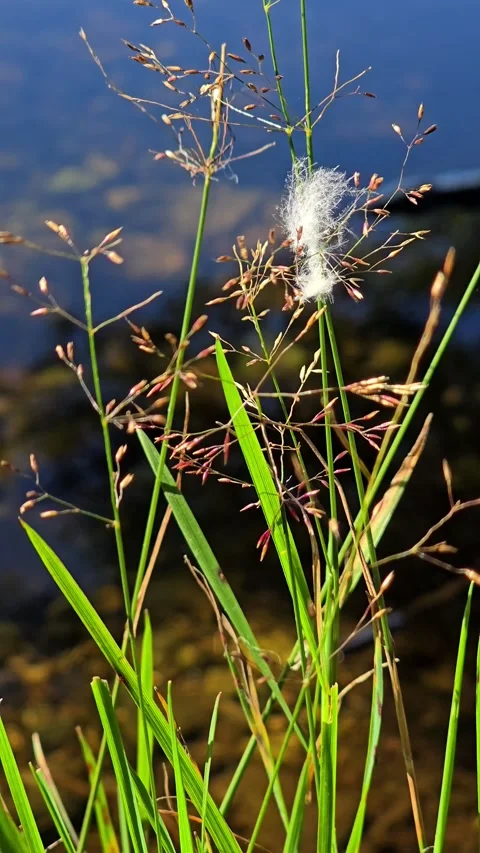Bird feather stuck in wild shore plants swaying in wind over water Stock Footage 343734250