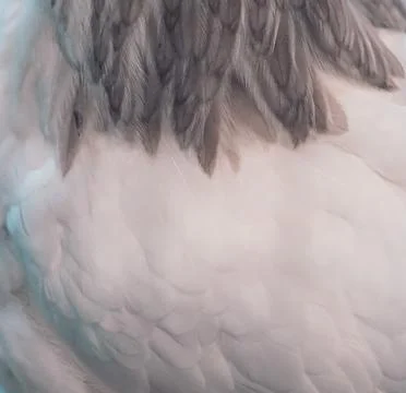 Bird Feather Texture Macro Stock Photos