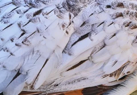 Bird feather texture pattern close-up photo stock Stock Photos
