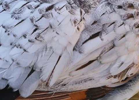 Bird feather texture pattern close-up photo stock Stock Photos