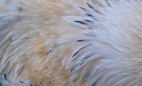 Bird feather texture pattern close-up photo stock Stock Photos